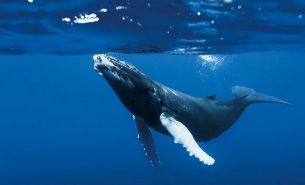 La vie marine sauvage est en train de disparaître
