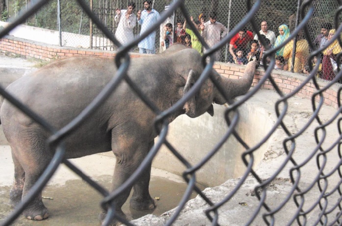 Au Pakistan, le zoo de Karachi tente de tourner le dos à son passé colonial
