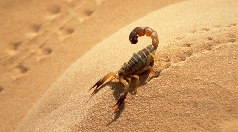Plan d’action contre les piqûres de scorpion et morsures de serpent