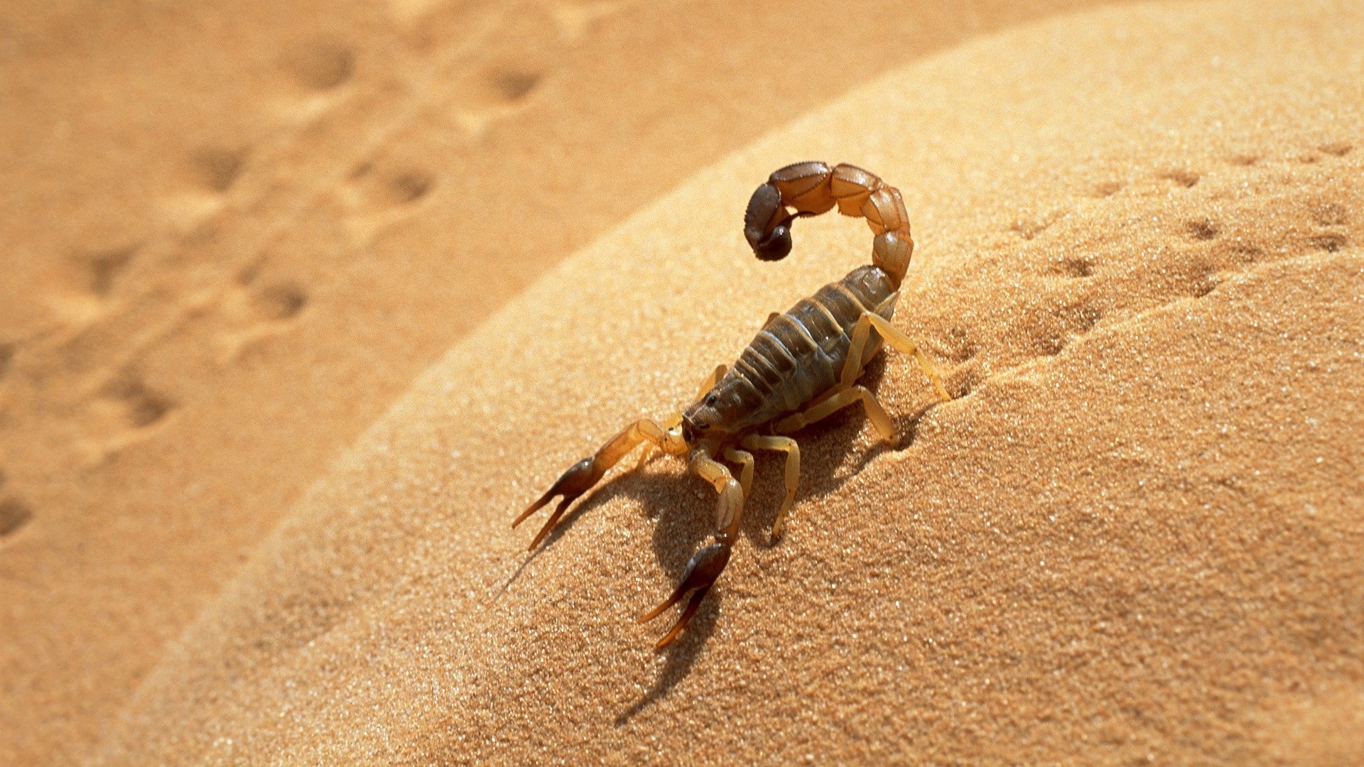 Plan d’action contre les piqûres  de scorpion et morsures de serpent
