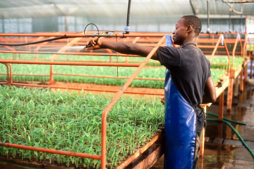 La création d’emplois décents dans l’agriculture réduirait la migration des jeunes