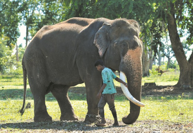 Sur la ligne de front entre hommes et éléphants en Inde