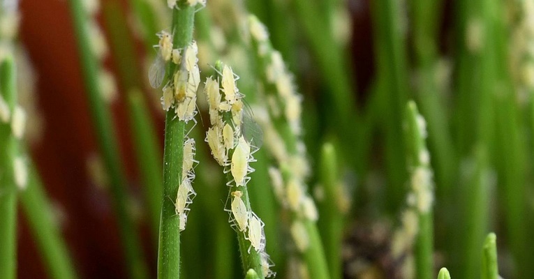 Avec le changement climatique, les insectes nuisibles vont ravager plus de cultures
