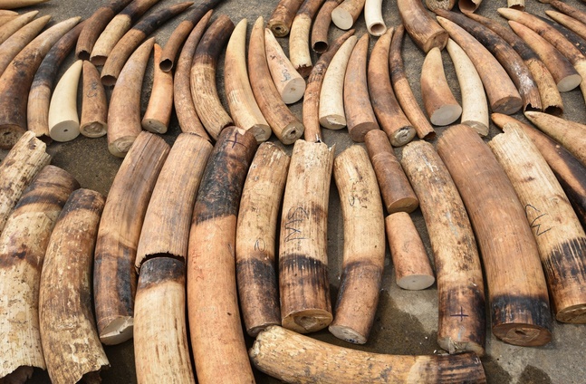 Des tests ADN pour mieux traquer les trafiquants d'ivoire