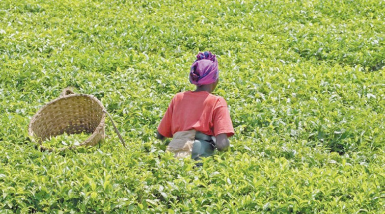 Subventions à l’agriculture africaine  : Une fausse bonne idée !