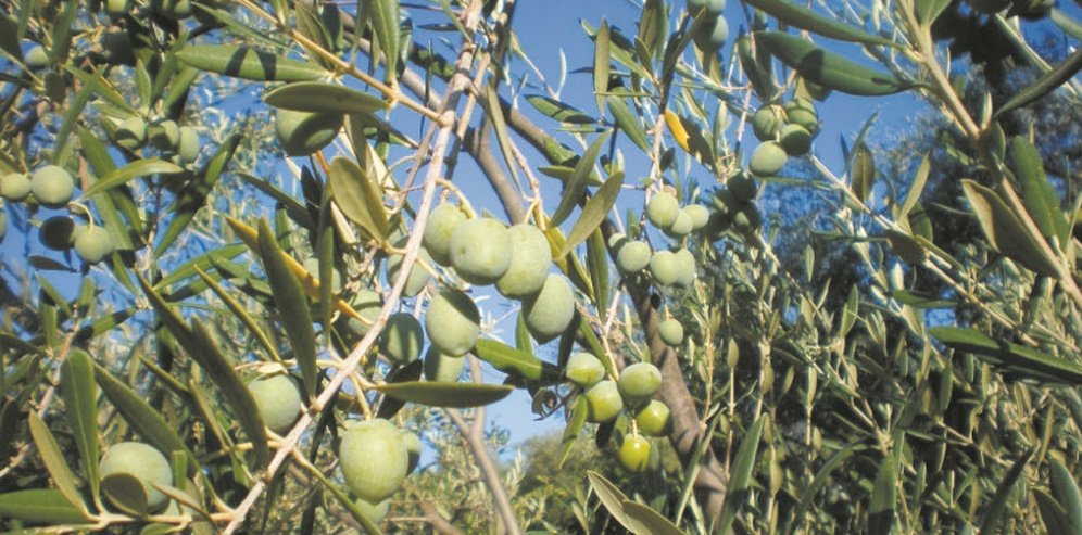 Production record d’olives