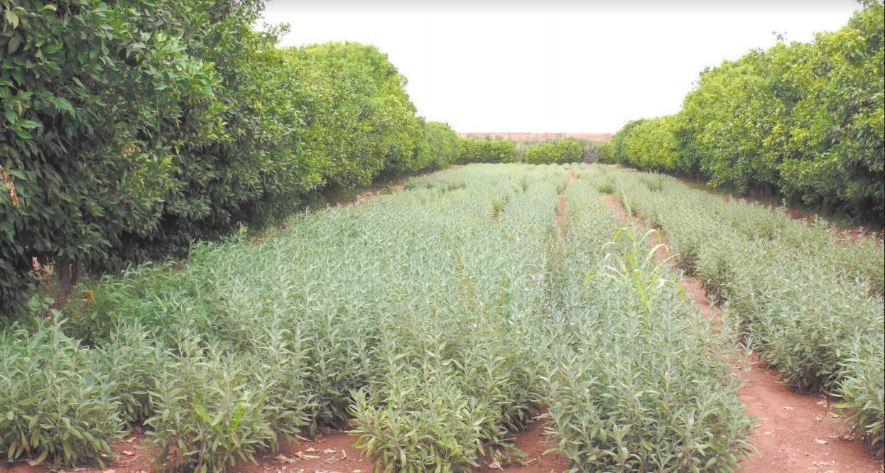 Les mille et un atouts des plantes aromatiques et médicinales Les mille et un atouts des plantes aromatiques et médicinales