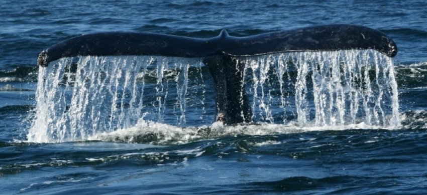 Quand le navire passe, les baleines se taisent