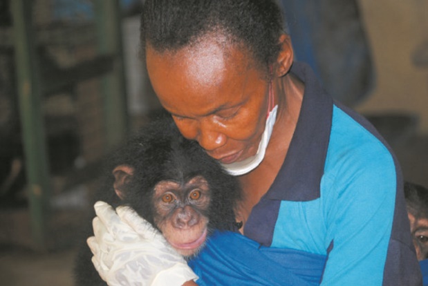 Les chimpanzés paient le prix fort en Sierra Leone