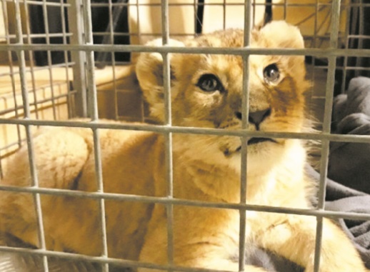 Insolite : Une Lamborghini et un lionceau Insolite : Une Lamborghini et un lionceau