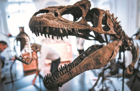 Insolite : Pas d'acheteur pour les deux dinosaures aux enchères à Paris