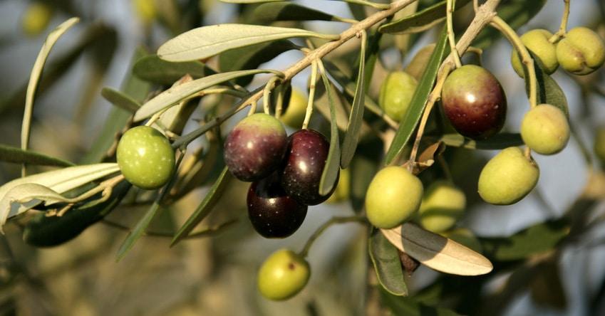Une récolte record des olives Une récolte record des olives