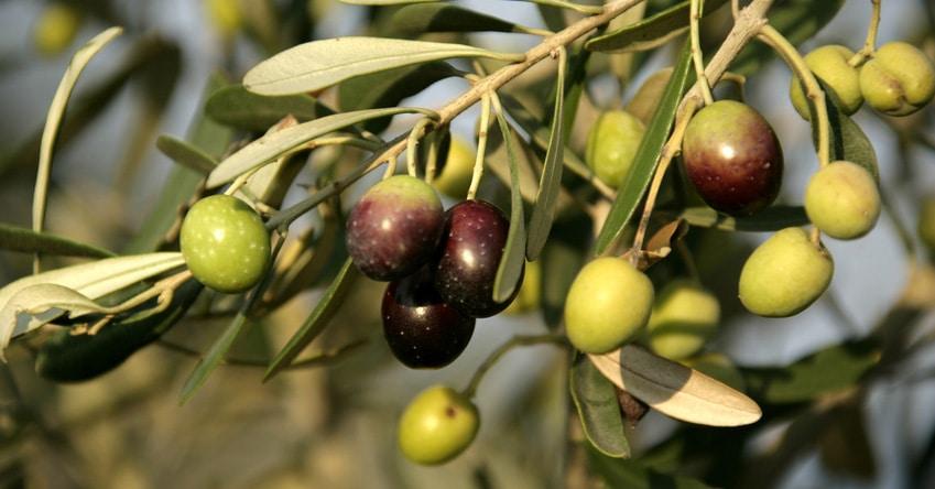 Une récolte record des olives