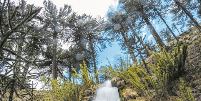 Au Chili, le risque d'une hécatombe plane sur les forêts de pins millénaires