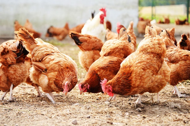 Le poulet d'aujourd'hui, symbole de l'impact de l'homme sur la nature