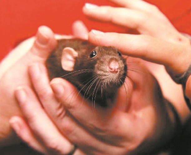 Insolite : Des rats au Parlement Insolite : Des rats au Parlement