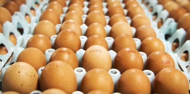 Le Maroc a produit plus de 6,6 milliards d'œufs en 2018