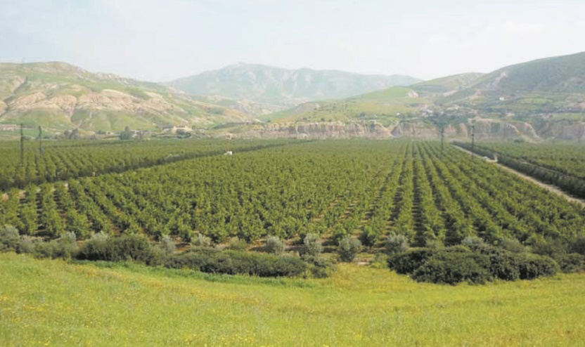 La campagne agricole se déroule dans des conditions normales dans la région Fès-Meknès