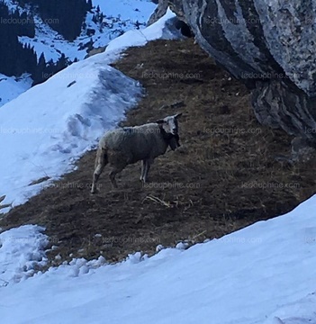 Insolite : Brebis sauvée