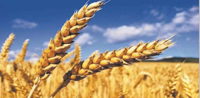 Plus de 731.000 ha emblavés en céréales dans la région Fès-Meknès