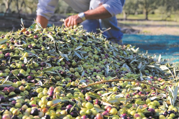 L'oléiculture enregistre un accroissement important en termes de superficie dans l’Oriental