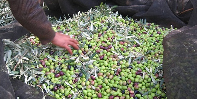 La production oléicole a atteint plus d'un million de tonnes dans la région de Fès-Meknès