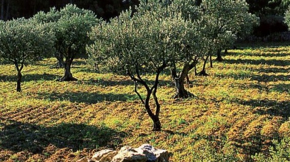 Extension de la superficie dédiée à la culture de l'olivier à Driouch