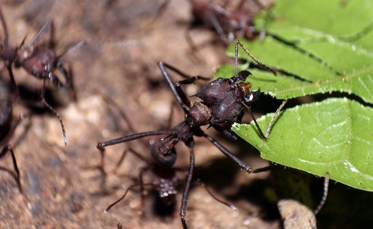 Chez les fourmis bâtisseuses de sentiers, chacun fait ce qu'il lui plaît