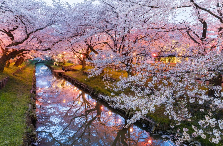 Prédire la floraison des cerisiers, très sérieuse mission au Japon