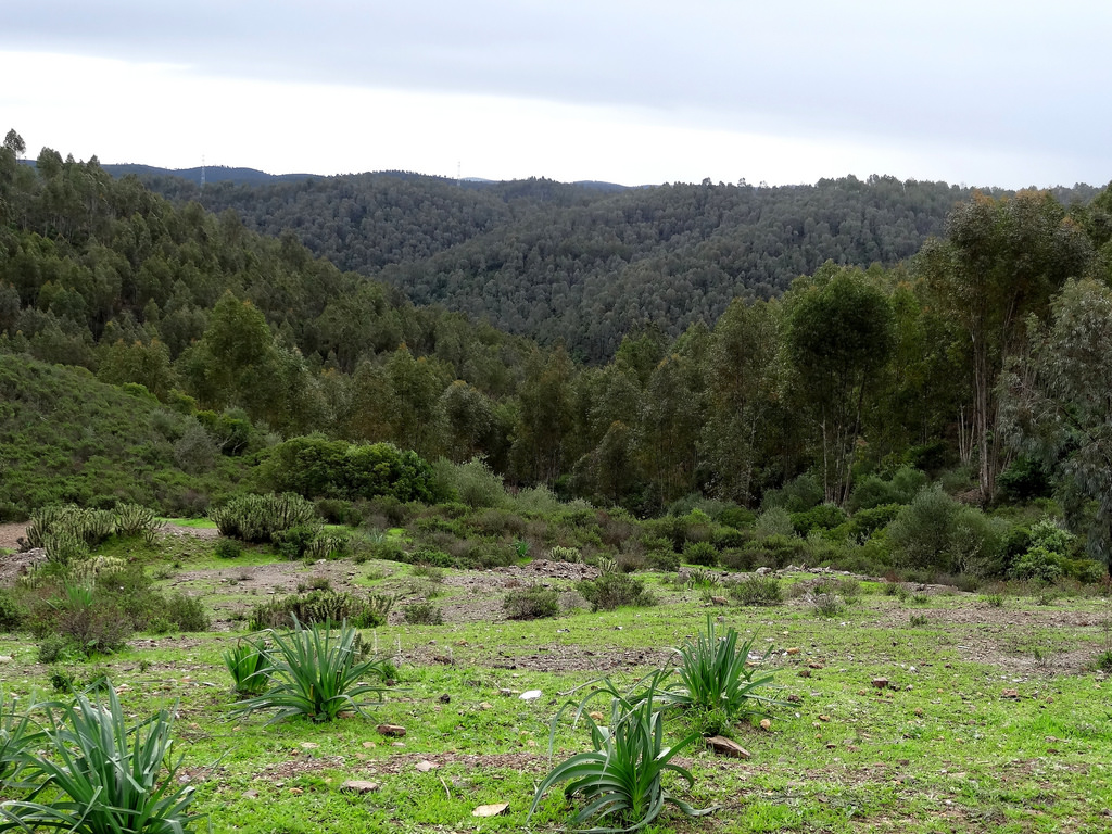 L’espace forestier, troisième poumon de la province de Sidi Slimane