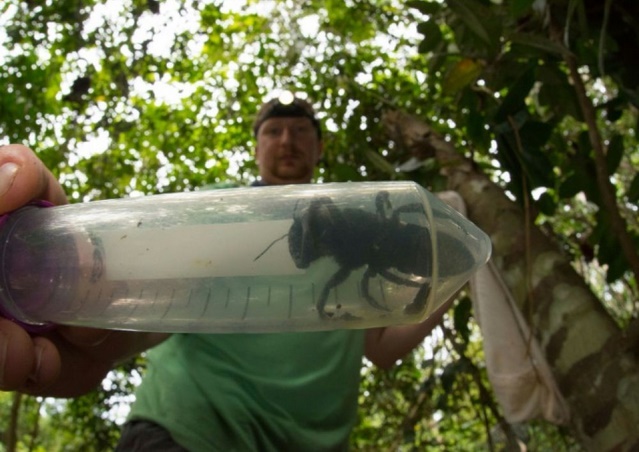 La plus grosse abeille du monde retrouvée en Indonésie