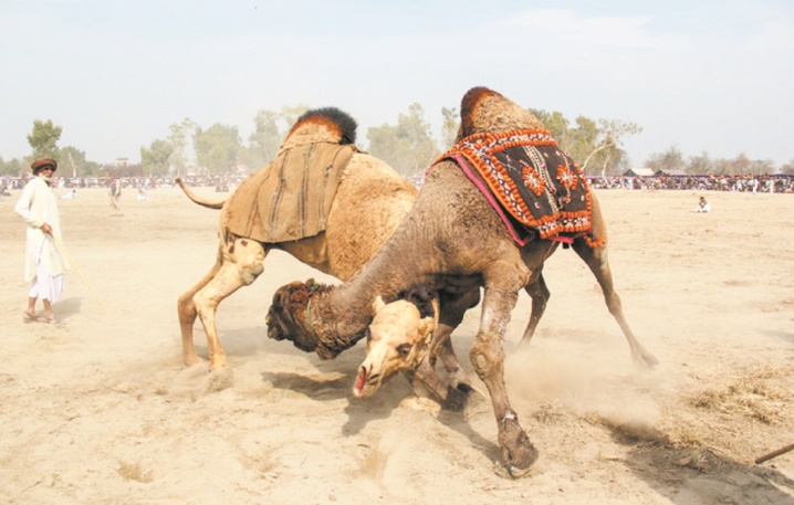 Au Pakistan, des combats de chameaux illégaux mais populaires