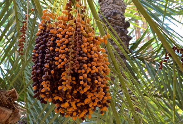 Une société marocaine reçoit le Prix international Khalifa du “palmier dattier et de l'innovation agricole”