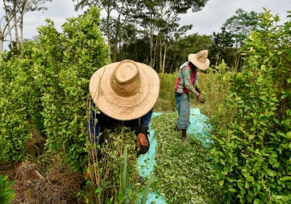 En Colombie, des paysans ruinés entre désespoir et retour à la coca