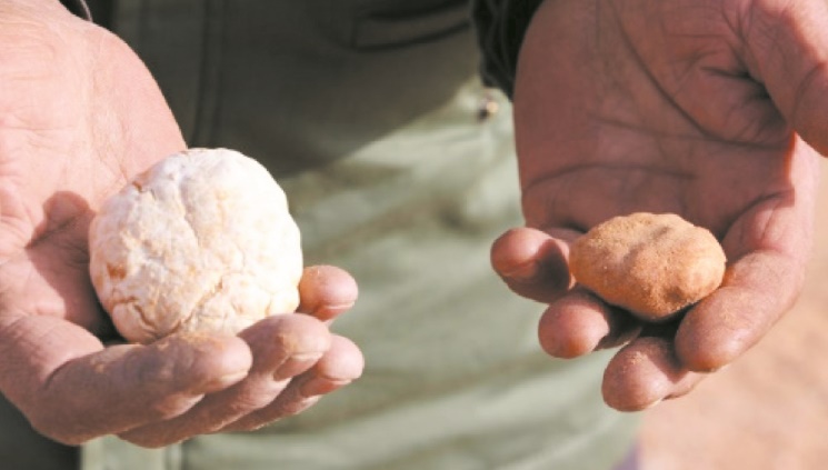 La cueillette des truffes du désert en Libye, un métier et une passion La cueillette des truffes du désert en Libye, un métier et une passion
