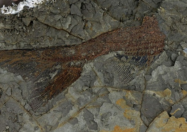 Découverte de fossiles du jour où l'astéroïde à frappé la Terre