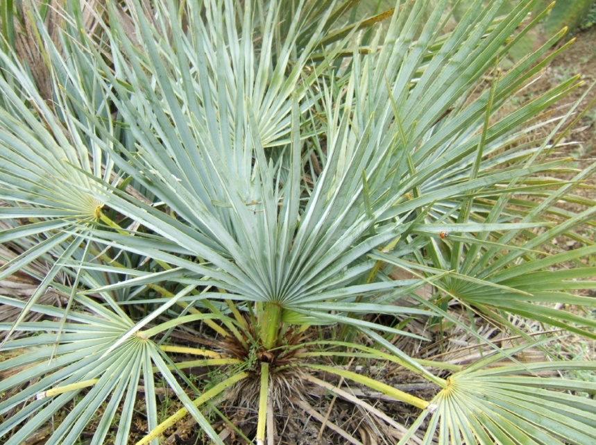 Le palmier nain, un arbre aux multiples bienfaits en danger Le palmier nain, un arbre aux multiples bienfaits en danger