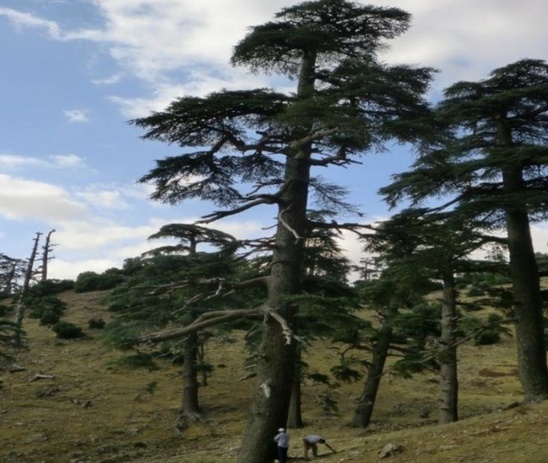 Partenariat en faveur de l'écosystème de la cédraie du Moyen Atlas