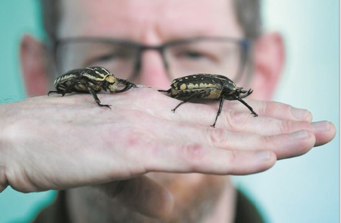 Insectes, arbres ou coraux, des espèces vitales pour l'homme