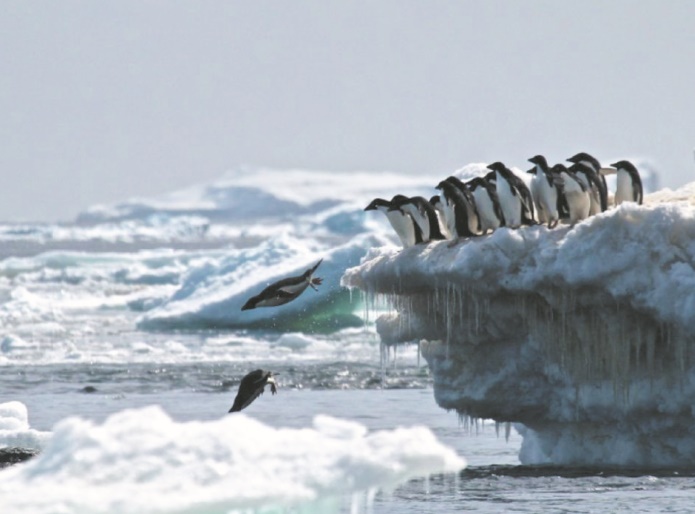 Les fientes de manchots, indispensable chaînon de la vie en Antarctique