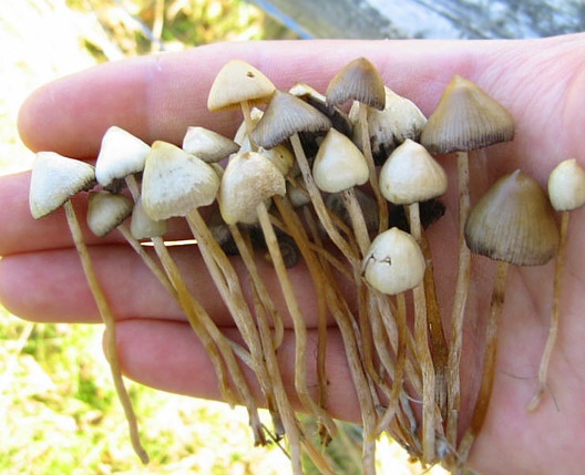 Insolite  : Champignons hallucinogènes