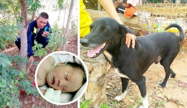 Insolite : Chien héros