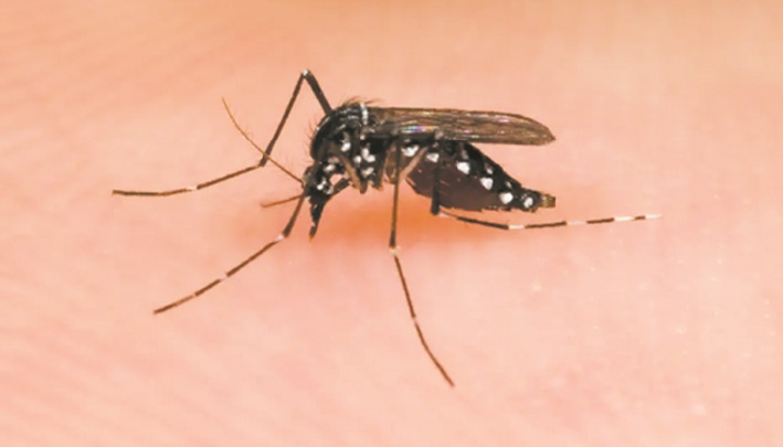 Comment dissuader les moustiques de nous piquer