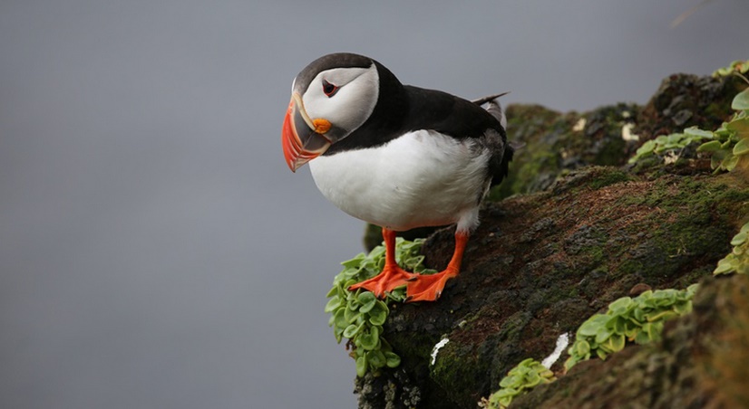Les macareux affamés par le réchauffement climatique en Alaska Les macareux affamés par le réchauffement climatique en Alaska
