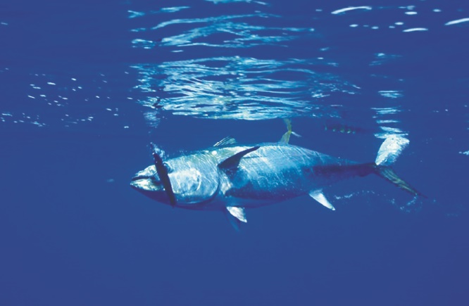 Sauver les poissons, “moins compliqué” que le climat ! Sauver les poissons, “moins compliqué” que le climat !