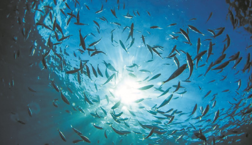 Les poissons aussi ont des chagrins d'amour