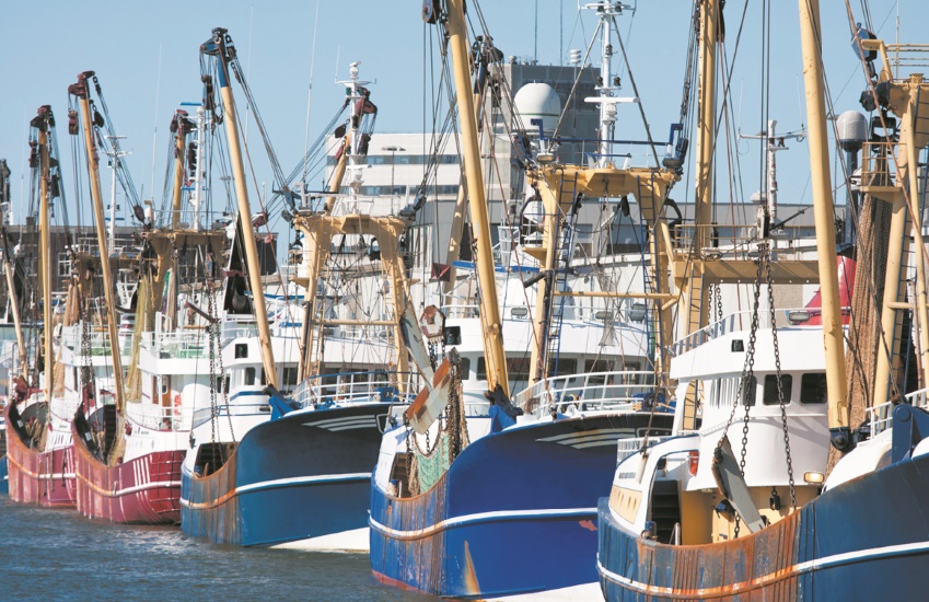 Bonne tenue de l’activité du secteur de la pêche