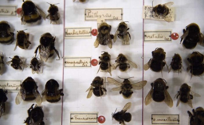 "Apocalypse des insectes", le trésor des entomologistes de Krefeld