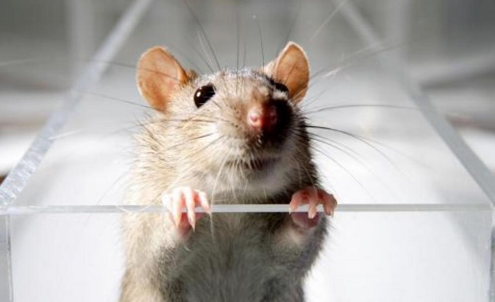Des chercheurs éliminent le virus du sida chez des souris infectées