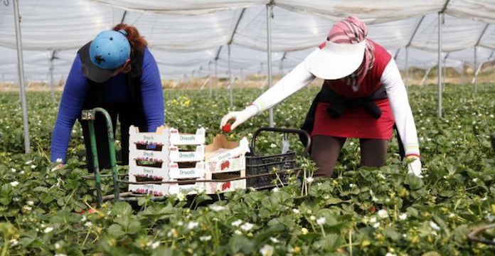 ​L’insoutenable quotidien des  saisonnières marocaines en Espagne